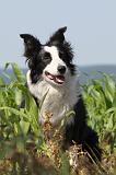 BORDER COLLIE 537